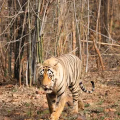 Here, a tigress patrols her territory against the dense bamboo backdrop characteristic of Tadoba. Capturing these natural behaviors requires understanding the animal's routine, a key focus of my wildlife photography workshops.