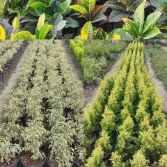 This collage shows the variety of foliage I offer. It includes the colorful Croton, the variegated Ficus Starlight, and the conical Golden Cypress, giving you many options for texture and color in your indoor or outdoor garden.