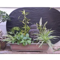 We create custom plant arrangements that make for thoughtful and lasting gifts. This trough contains a mix of indoor plants like Spider Plant, Lucky Bamboo, and Philodendron, centered around a calming Buddha statue for a peaceful aesthetic.