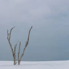 A stark and beautiful black and white landscape, where a lone, weathered tree stands in a minimalist white desert, creating a powerful and artistic scene.