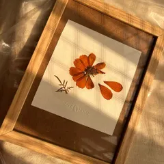 This is a homegrown cosmos flower that I've pressed and framed. The sunlight hitting the delicate petals is just so beautiful. I'm working on a whole catalog of these for you.