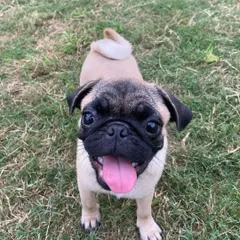 This adorable pug puppy, our 'chotu badmash', is all smiles and ready to play.