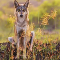 In the grasslands of Bhigwan, I met this Indian Grey Wolf. The directness of its gaze was captivating, a silent communication beyond words. It sat with a calm authority, a wild spirit that reminded me of the ancestors of our domestic companions.