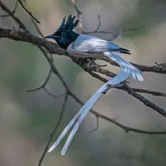The season's first sighting of this magnificent Indian Paradise Flycatcher. The male's long, white tail streamers are a sight to behold as it flits through the forest.