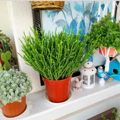 A lovely window sill arrangement featuring a Rhipsalis cactus, a String of Pearls succulent, and other decorative items.