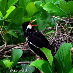 One of the Pied Mynas calls out while sitting near its nest. Their black and white feathers and bright orange beak make them very charismatic subjects.