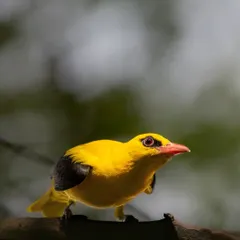 An Indian Golden Oriole in breeding plumage, its bright yellow feathers contrasting with its black wings. These birds migrate to North India in the summer to breed.