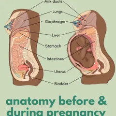 Understanding the incredible changes your body undergoes is the first step to a comfortable pregnancy. This anatomical illustration shows how your organs shift to accommodate your growing baby, which is why specialized prenatal care is so important.