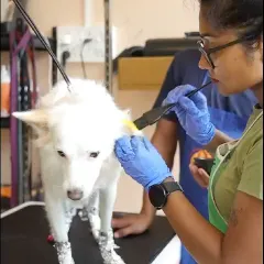 Here’s a peek at the creative coloring process. I use professional tools and techniques, like sectioning and careful application with a brush, to ensure the pet-safe dye goes exactly where it should. Safety and precision are my top priorities for every artistic grooming session.