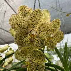 We specialize in sourcing stunning and healthy orchids. This beautiful spotted Vanda orchid is a perfect example of the unique, high-quality flowering plants you can find at our nursery.