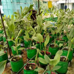 Our team member tending to the plants during a maintenance visit. Regular care is key to a successful and productive urban garden.