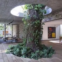 My core belief is that we should build with nature, not against it. This stunning example shows how a mature tree can become the centerpiece of a home, proving that thoughtful design can create a harmonious balance between architecture and the natural world.