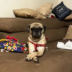 A foster appeal for Sushi, a 2-year-old pug who was abandoned. We rely on fosters to provide temporary homes so we can continue to rescue more dogs in need.