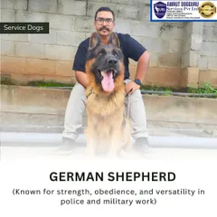 The German Shepherd is a classic choice for police and military work due to its strength, obedience, and versatility. This dog exemplifies the ideal conformation and temperament we look for in the breed.