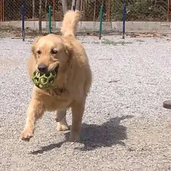 This Golden Retriever proudly carries its favorite ball during a game of fetch. We have plenty of toys to keep every dog engaged and entertained.