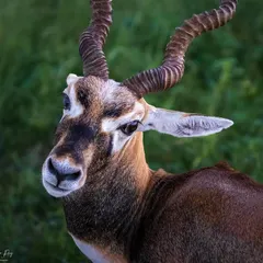 I captured this intimate portrait of a Blackbuck in Rajasthan, its intelligent gaze connecting directly with the viewer. The detailed shot highlights the magnificent spiral horns and the alert, gentle nature of this graceful antelope.