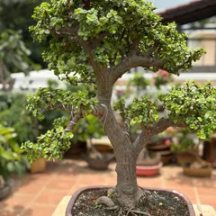 The Jade Bonsai, often called the Lucky Plant, is a symbol of prosperity and balance. I have shaped this particular tree over many years to develop its thick, gnarled trunk and lush canopy of glossy leaves, making it a perfect low-maintenance bonsai for beginners.