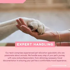 Expert handling is the cornerstone of our service. Our team is made up of passionate specialists who manage every detail of your pet's journey, from documentation to their physical and emotional comfort.