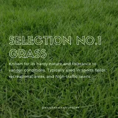 Selection No.1 grass is a fantastic choice for active families and high-traffic areas. Known for its hardy and tolerant nature, it's often used for sports fields and recreational lawns where durability is key.