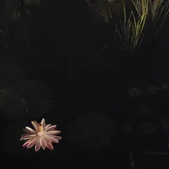 A rare and magical night-blooming pink water lily. Most lilies open in the morning and close by evening, but this one puts on a show after dark.