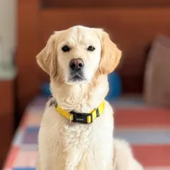 Here's a portrait of Buddy sitting up straight on a bed. He's an incredibly well-behaved boy who is friendly with both people and other dogs, making him a great companion.