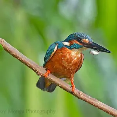 Success. The Common Kingfisher returns with a tiny fish glistening in its dagger-like beak. Water drops appear like pearls on its water-repellent plumage, a sight to behold and a perfect demonstration of its hunting prowess.