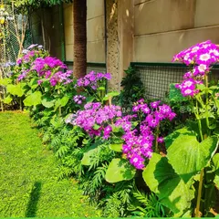 A close-up of a healthy flower bed I planted along a lawn's edge. The vibrant purple Cineraria flowers add a wonderful splash of color against the green grass and foliage.