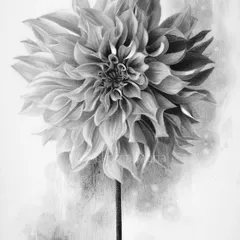 A pencil and charcoal drawing of a dahlia. This piece was a challenge in capturing the depth and delicacy of each individual petal.