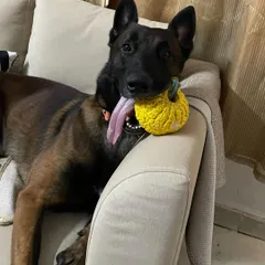 Meet Jax, my goofy Belgian Malinois. His incredible energy and work ethic constantly push me to be a better trainer. He reminds me that training should also be about having fun and celebrating your dog's unique personality.