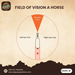 Understanding a horse's field of vision is crucial for safe handling and effective riding. This diagram explains their binocular and monocular vision, helping riders understand why they should approach from the side.