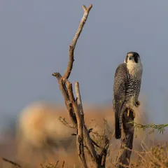 A Peregrine Falcon, the fastest animal on the planet, perches on a stump in the Little Rann of Kutch, with a wild ass passing in the background. A frame that captures the essence of this unique landscape.