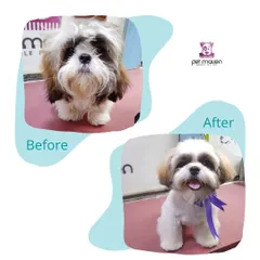 From shaggy to chic! This little one received a full service grooming experience, including a bath, haircut, and a stylish finishing bow, all within the comfort of our mobile pet spa.