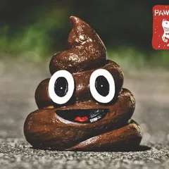 Let's talk about poop. One of the first things you'll notice is a huge improvement in digestion. Our food leads to smaller, firmer, and way less smelly poops, making cleanup a whole lot better for you.