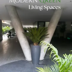 A large Sago Palm in a modern, dark grey planter makes a strong statement at this building's entrance. This is a great example of using a single specimen plant to create a high-impact focal point.