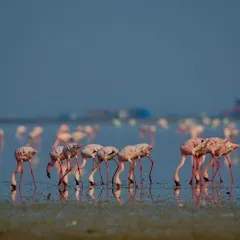 A flock of Lesser Flamingos feeding in the shallow coastal waters. This wide shot captures the social nature of these birds and the scale of their habitat.