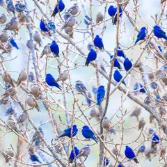 A flock of Grandalas, like scattered sapphires, perched on bare branches in Sikkim. The brilliant blue of the males against the stark Himalayan landscape is a breathtaking sight.