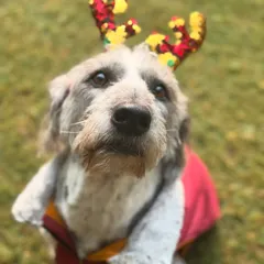 Duke, an 8-year-old Schnauzer, looking festive. He and his 15-year-old brother Mickey moved with their family from the USA to Delhi, and we are so honored they chose us.