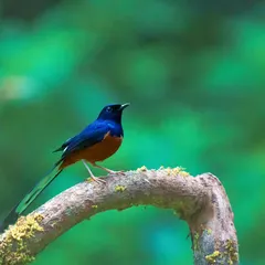 A White-rumped Shama perched on a mossy branch, its glossy blue-black and rich chestnut plumage contrasting beautifully with the green background. This is a portrait of one of India's most celebrated songbirds.