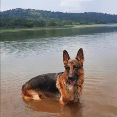 For a reactive dog like Theo, a crowded park is stressful, but a quiet lake is heaven. A huge part of managing reactivity is providing decompression walks in nature, allowing them to sniff, swim, and just be a dog away from their triggers.