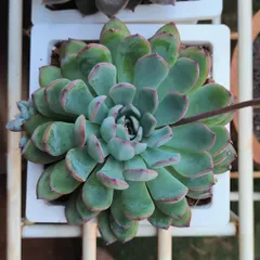 We have a great selection of big-sized succulents available at the nursery, like these beautiful Echeverias.