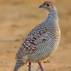 A Grey Francolin stands alert in the dry grasslands. The golden light of early morning highlights the subtle barring on its feathers.