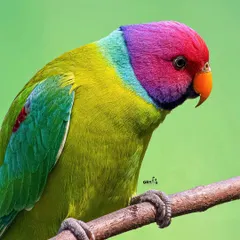 The stunning, almost painted-like colors of this Plum-headed Parakeet are a testament to nature's artistry. I focus on capturing these vibrant details, making such images perfect for fine art prints that bring a splash of wild color into any space.