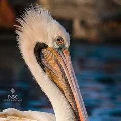A detailed close-up of a pelican's head, showing the intricate colors and textures of its pouch and feathers, all highlighted by the soft, directional light of the golden hour.