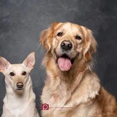 Another shot of the lovely duo, Penny and her Golden Retriever brother. This portrait shows a different dynamic, with both dogs looking forward, highlighting the contrast in their breeds and the harmony in their relationship.