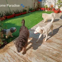 A sunny day in my backyard with a happy crew. You can see the clean artificial turf and the surrounding plants, creating a pleasant and secure environment for a Poodle, Shih Tzu, and Labrador to explore.