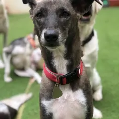 A beautiful Indie dog with a gentle soul. We welcome and love Indies just as much as any other breed. They are smart and loving.