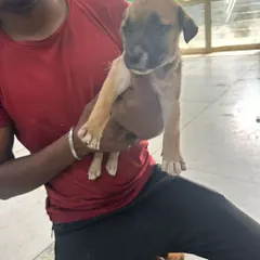 This little guy is full of curiosity and is waiting for a family to call his own. All our puppies are socialized to be comfortable around people.