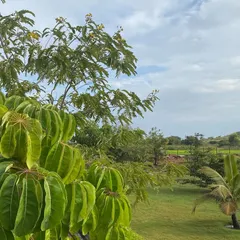 The vibrant green of the foliage under a clear sky is a common sight here. I believe that being surrounded by nature is the first step towards inner balance.