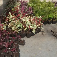 A selection of plants ready to be installed in a vertical garden. I choose a variety of colors and textures to create interesting patterns.