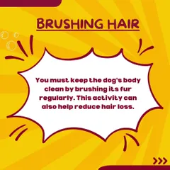 A quick tip on hair care. Brushing your dog's fur regularly not only keeps them clean and reduces shedding around the house, but it's also great for their skin and coat health.